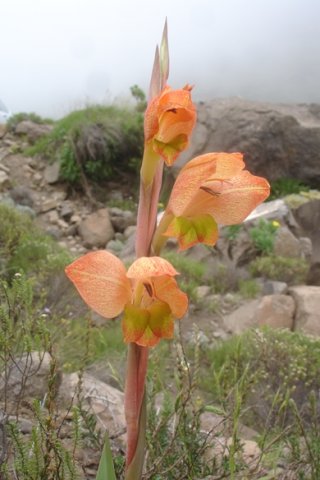 Gladiolus dalenii subsp. dalenii flower spike